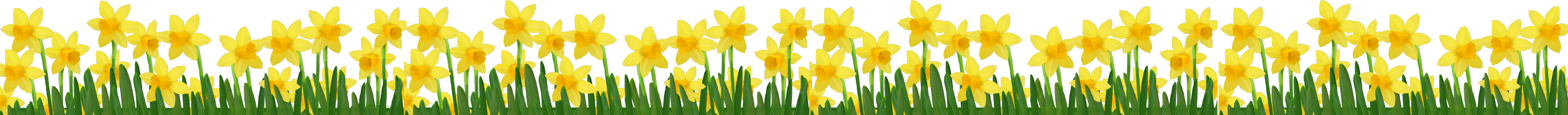 Daffodils as a symbol for Spring