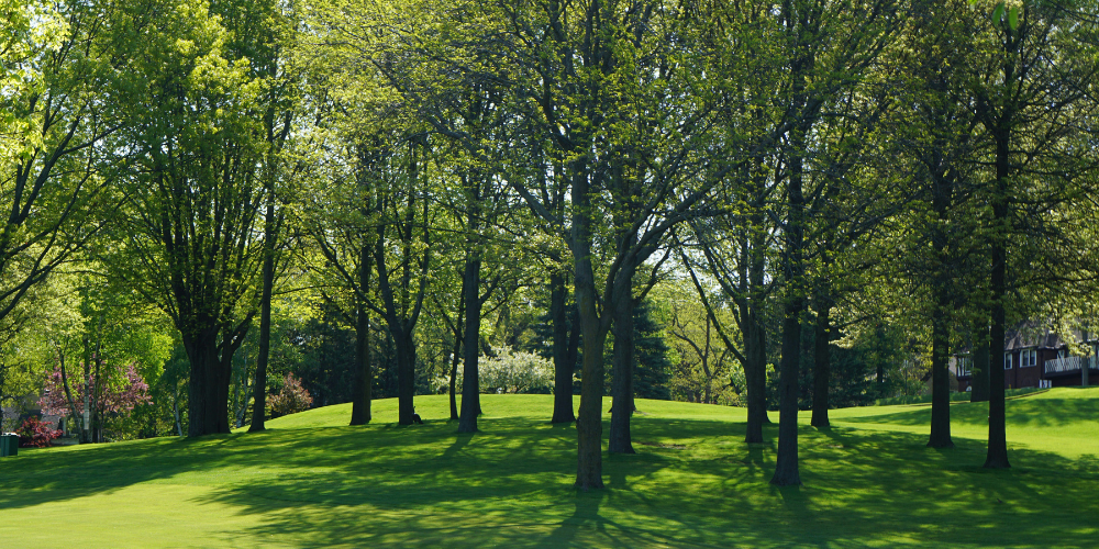 Open green space with trees.